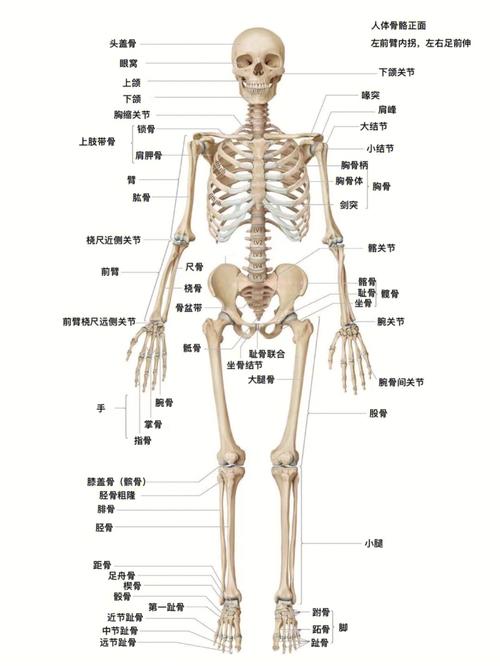 人体骨架结构图